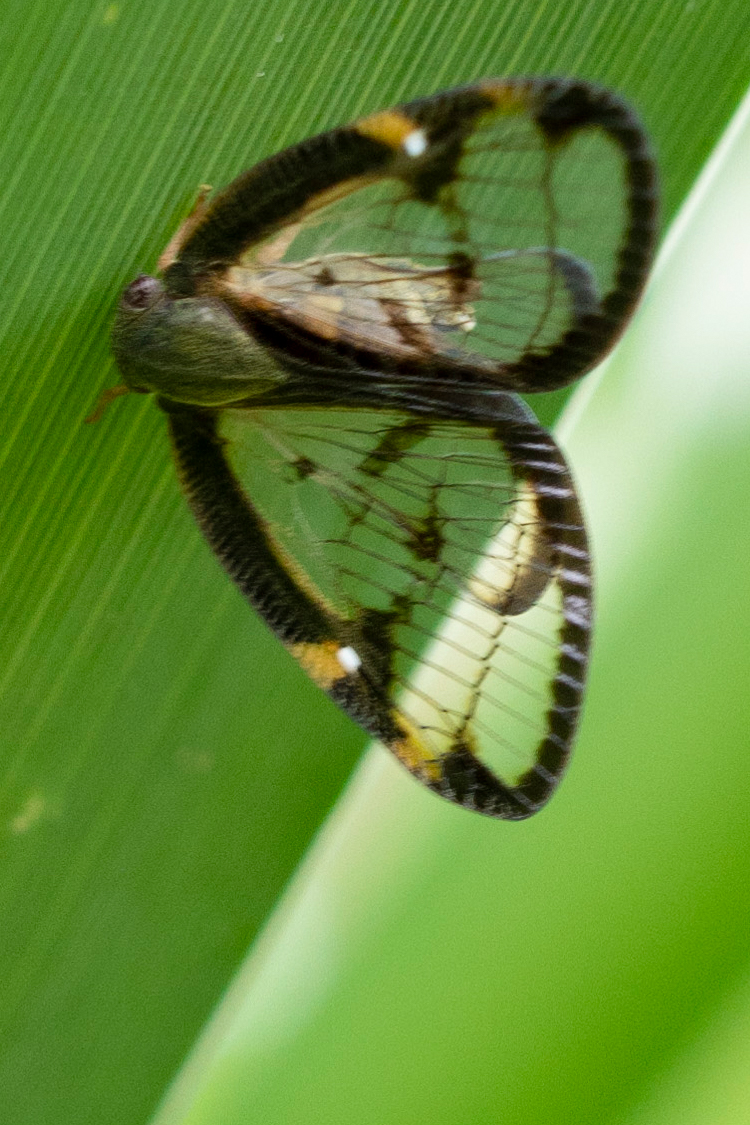 スケバハゴロモの画像