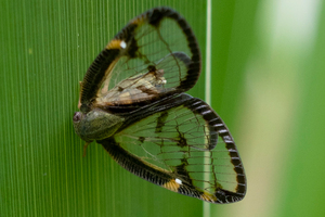 スケバハゴロモの色