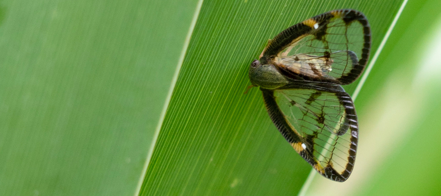 スケバハゴロモの写真