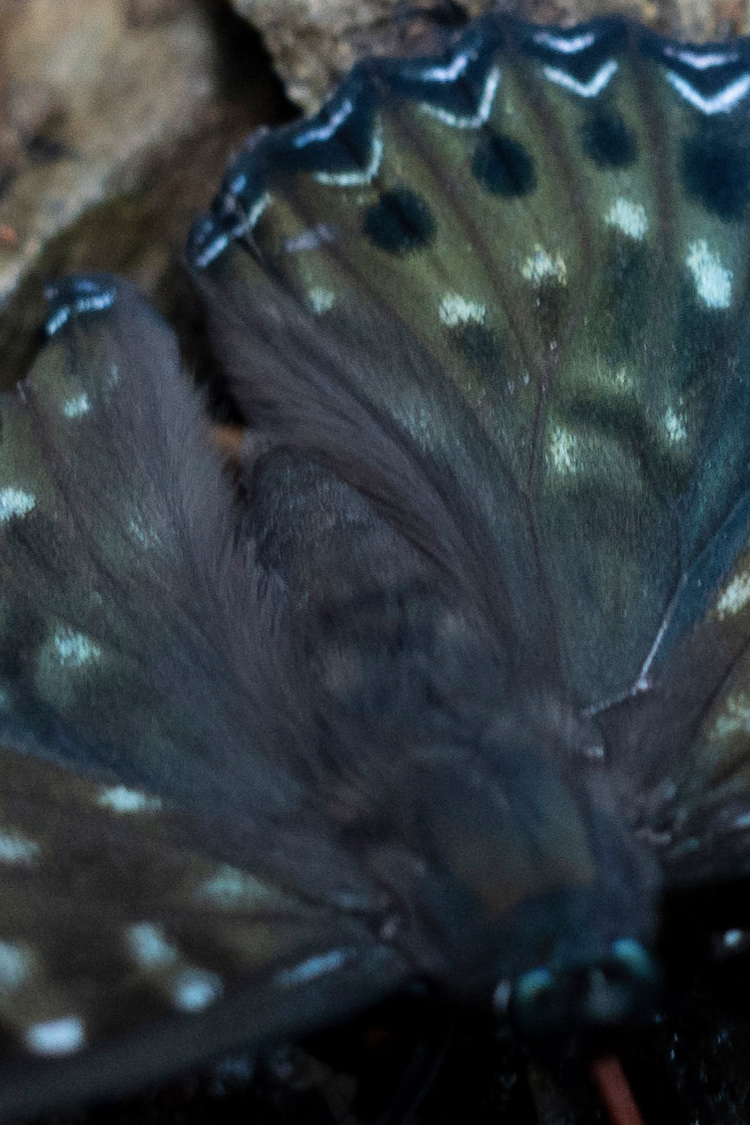 スミナガシの画像