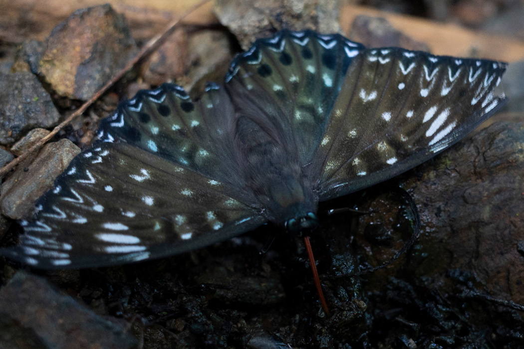 スミナガシのページ