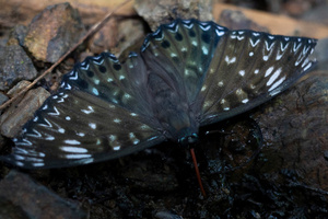 スミナガシの色