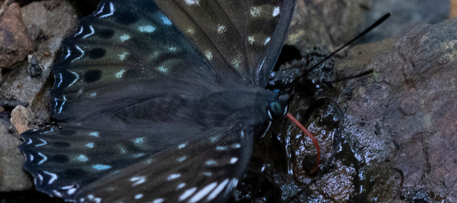 スミナガシの写真