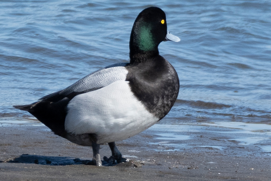 スズガモのページ