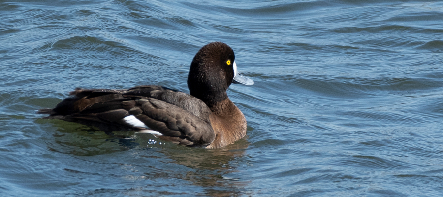 スズガモの写真