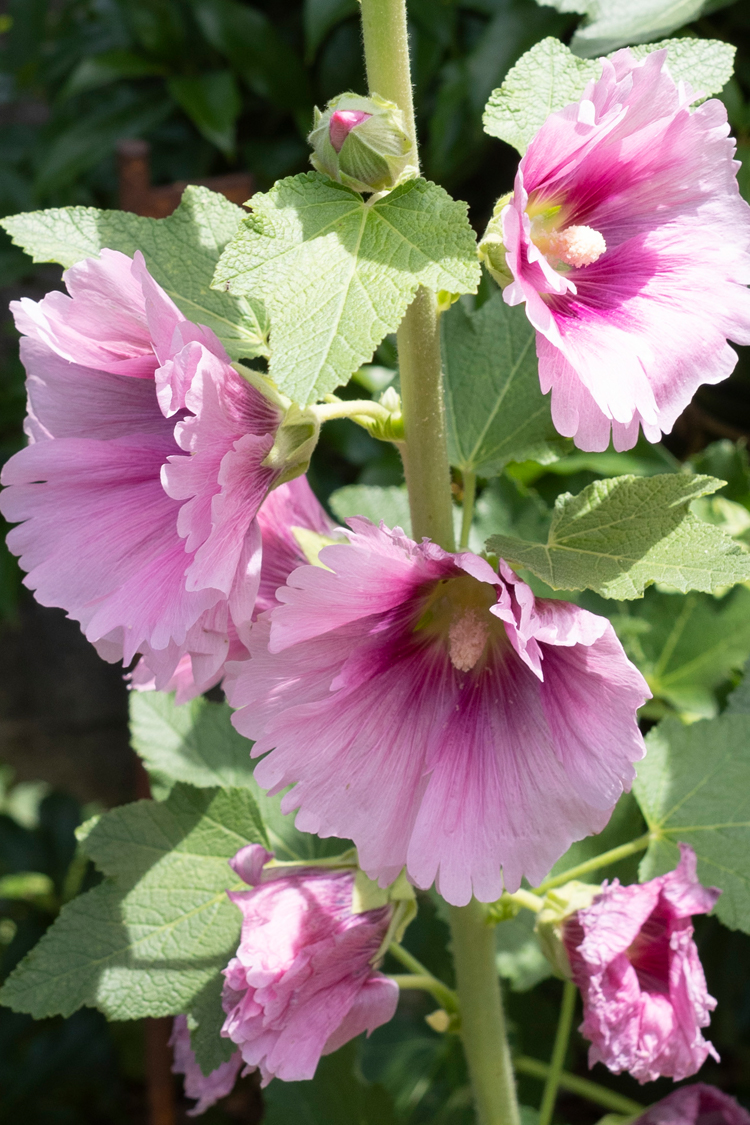 タチアオイの画像