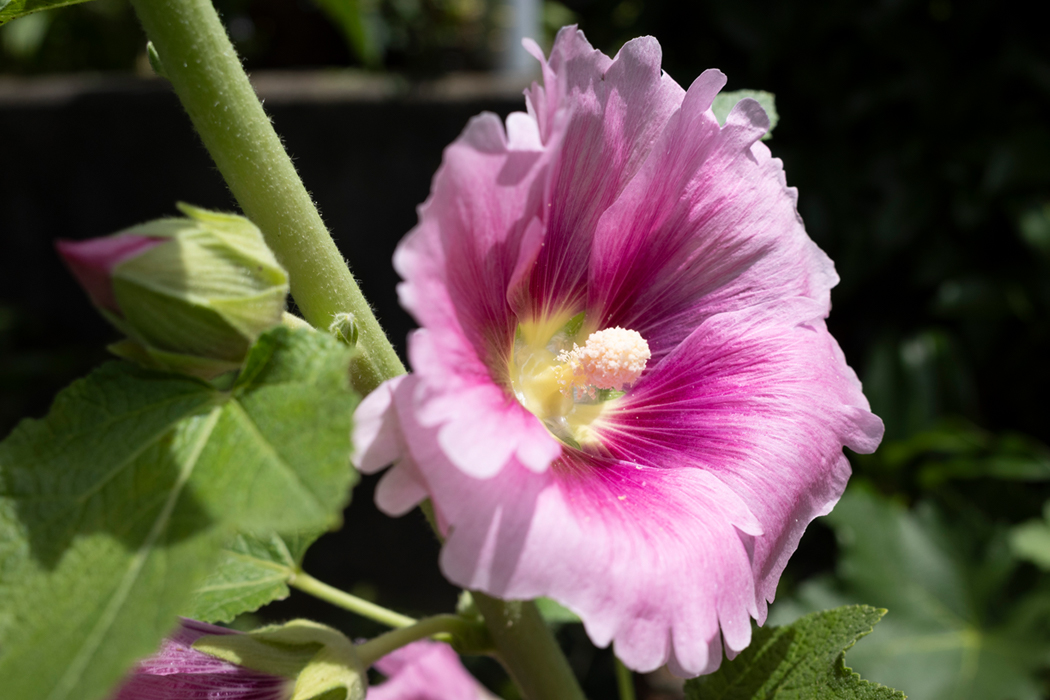 タチアオイのページ