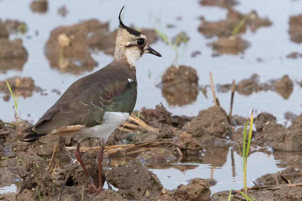 タゲリのページ