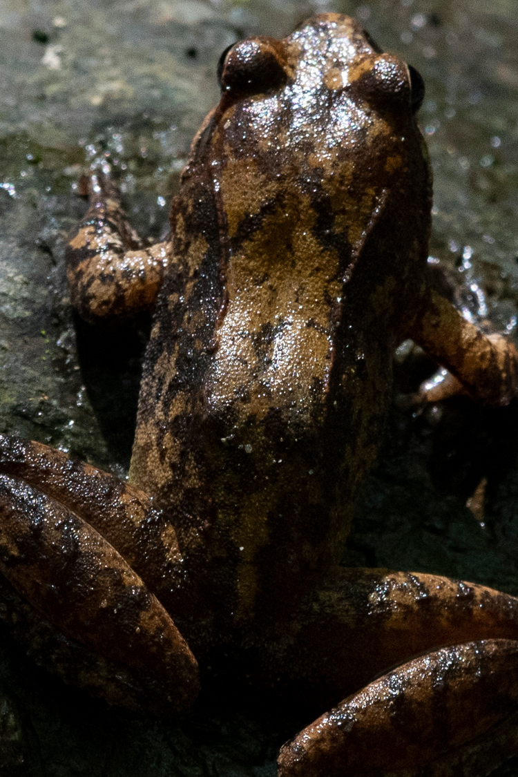 タゴガエルの画像