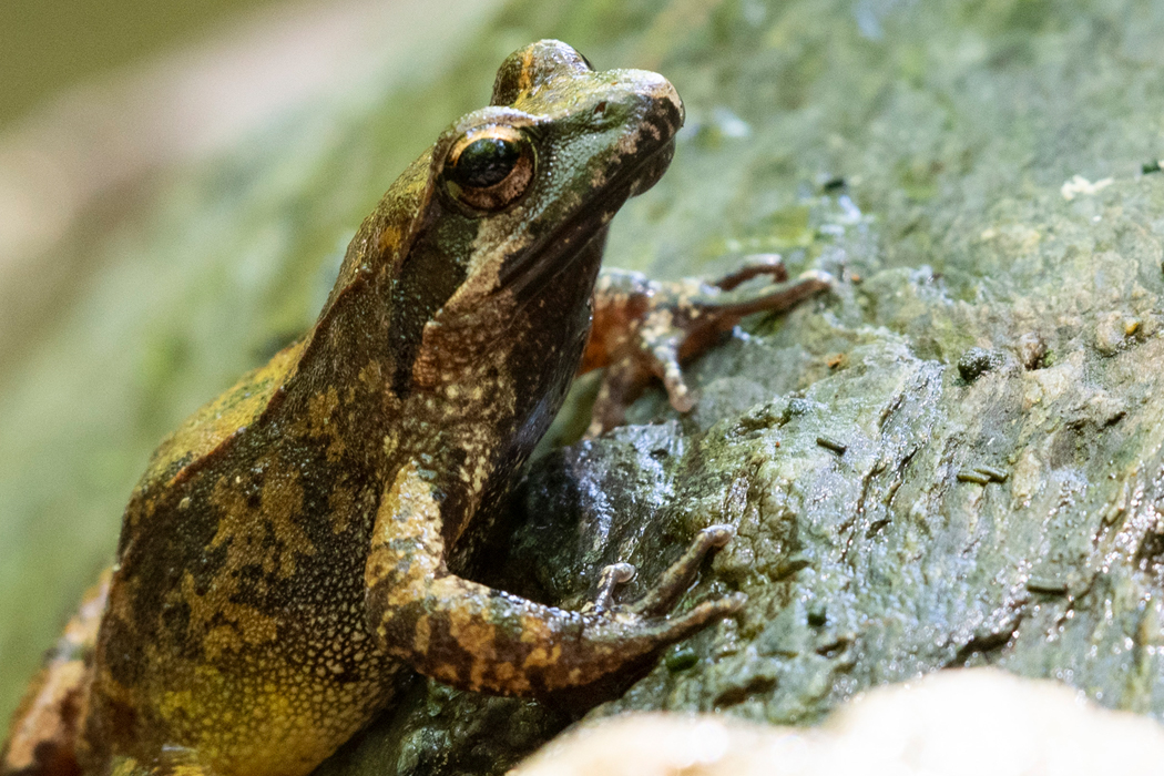 タゴガエルのページ