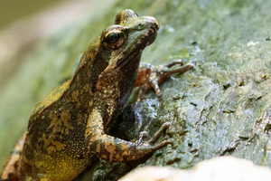 タゴガエルの色