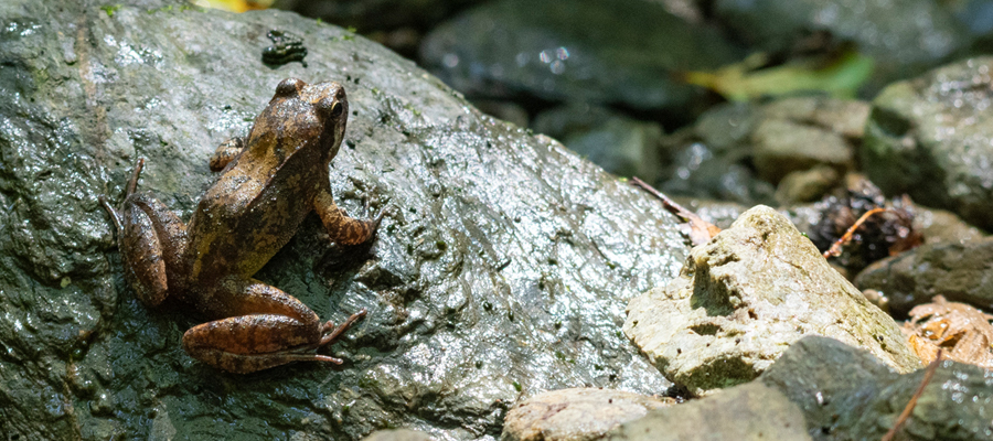 タゴガエルの写真