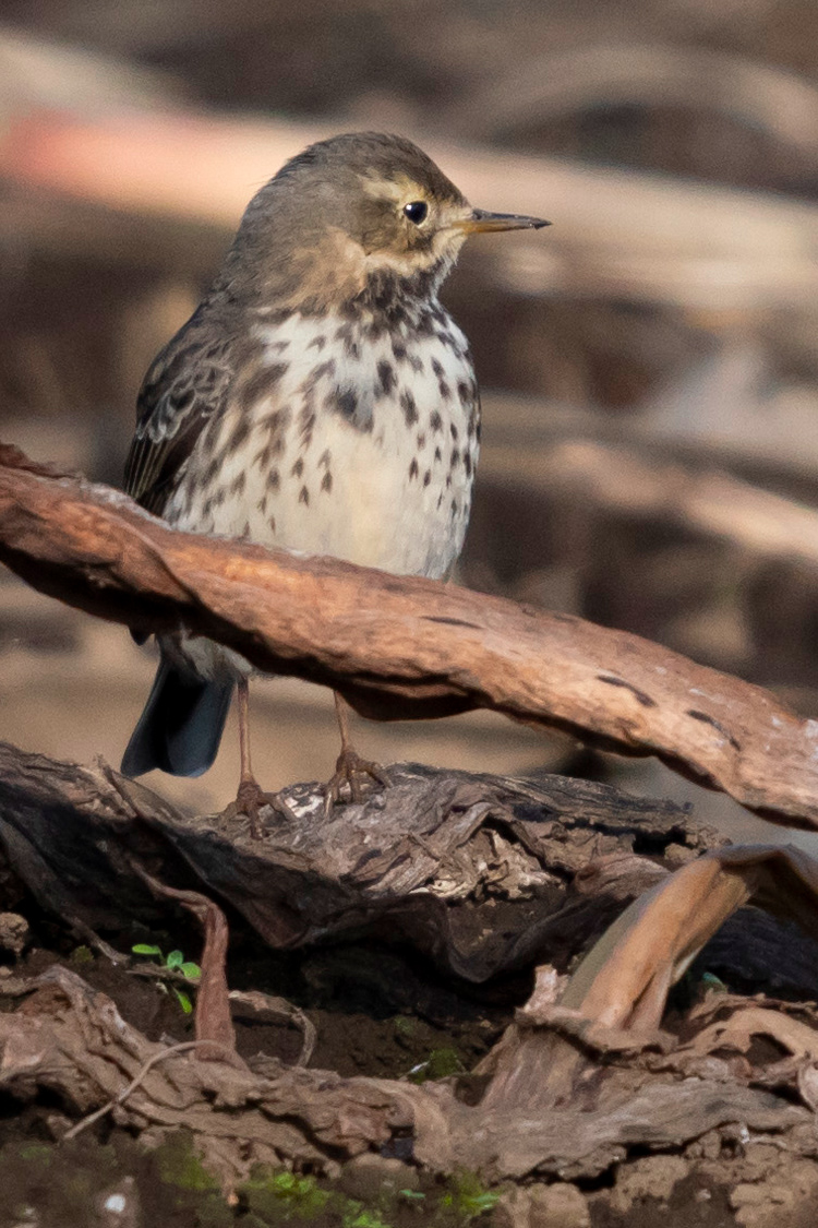 タヒバリの画像