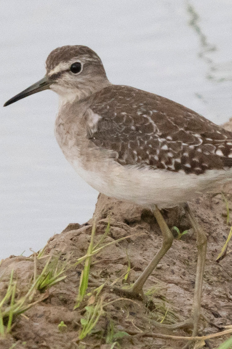 タカブシギの画像
