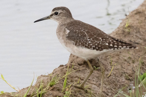 タカブシギの色