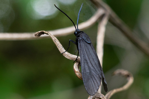タケノホソクロバの写真