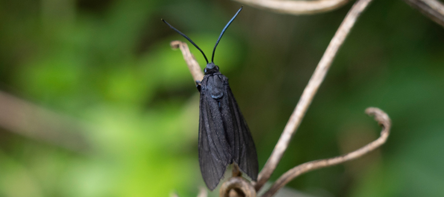 タケノホソクロバの写真
