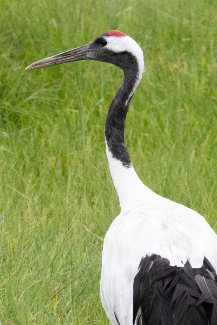 タンチョウの画像