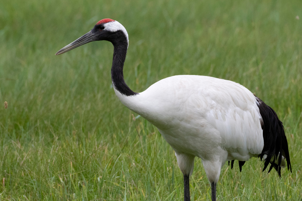タンチョウのページ