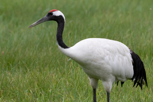 タンチョウの色