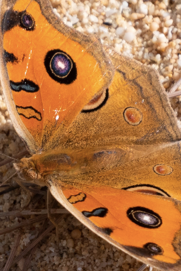 タテハモドキの画像