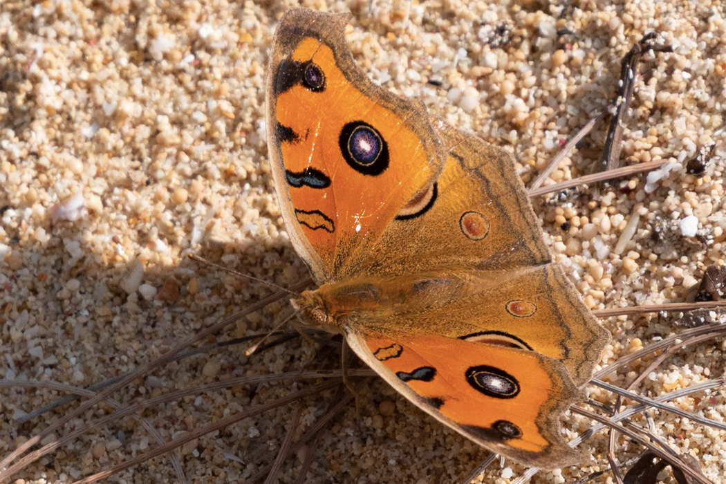 タテハモドキのページ