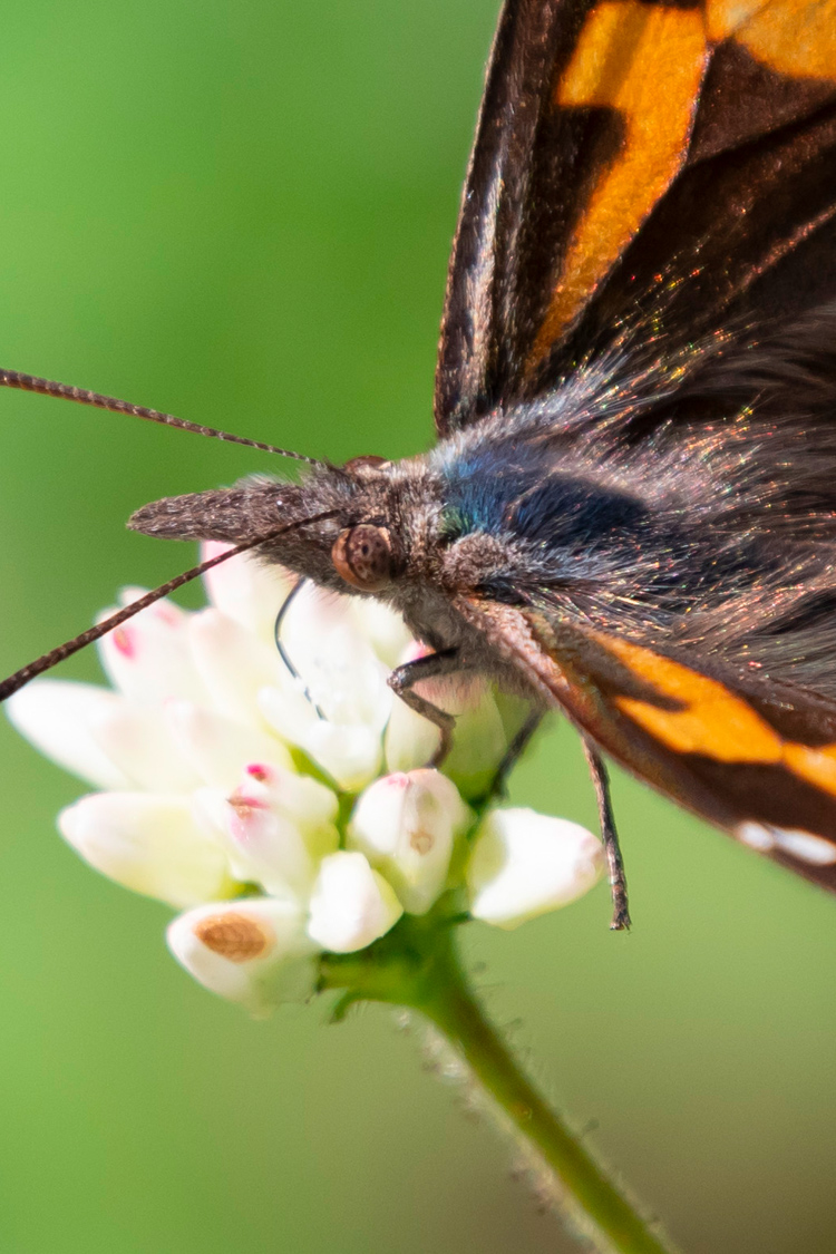 テングチョウの画像