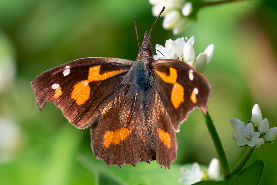 テングチョウのページ