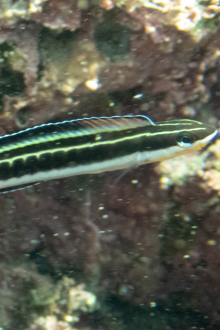 テンクロスジギンポの画像