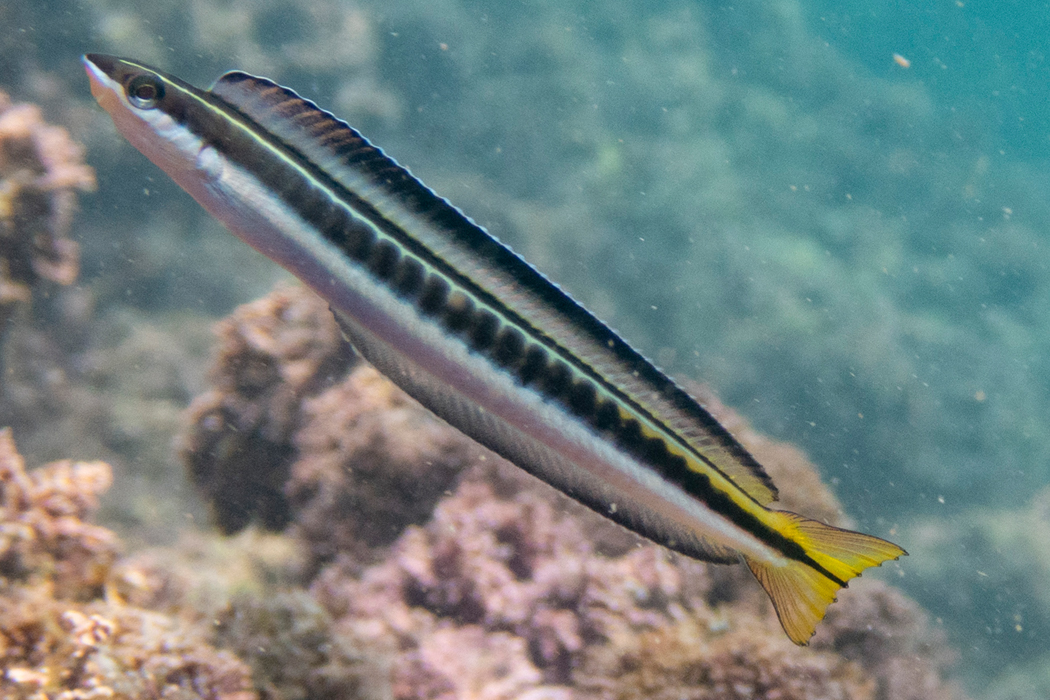 テンクロスジギンポのページ