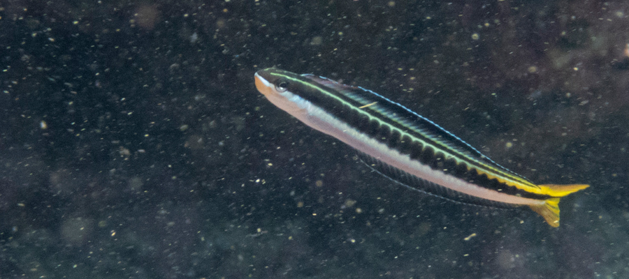 テンクロスジギンポの写真