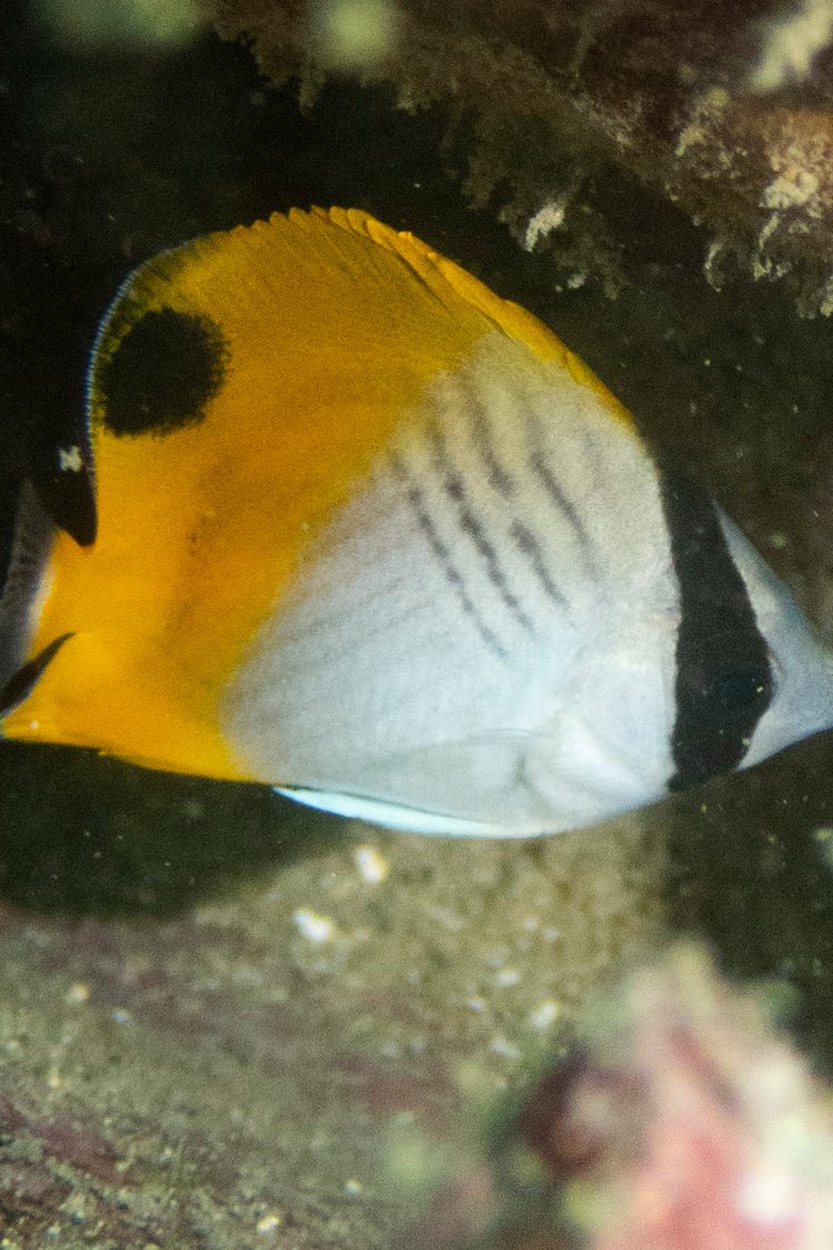 トゲチョウチョウウオの画像