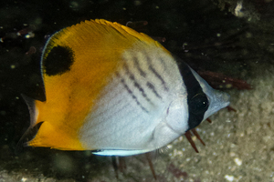 トゲチョウチョウウオの色