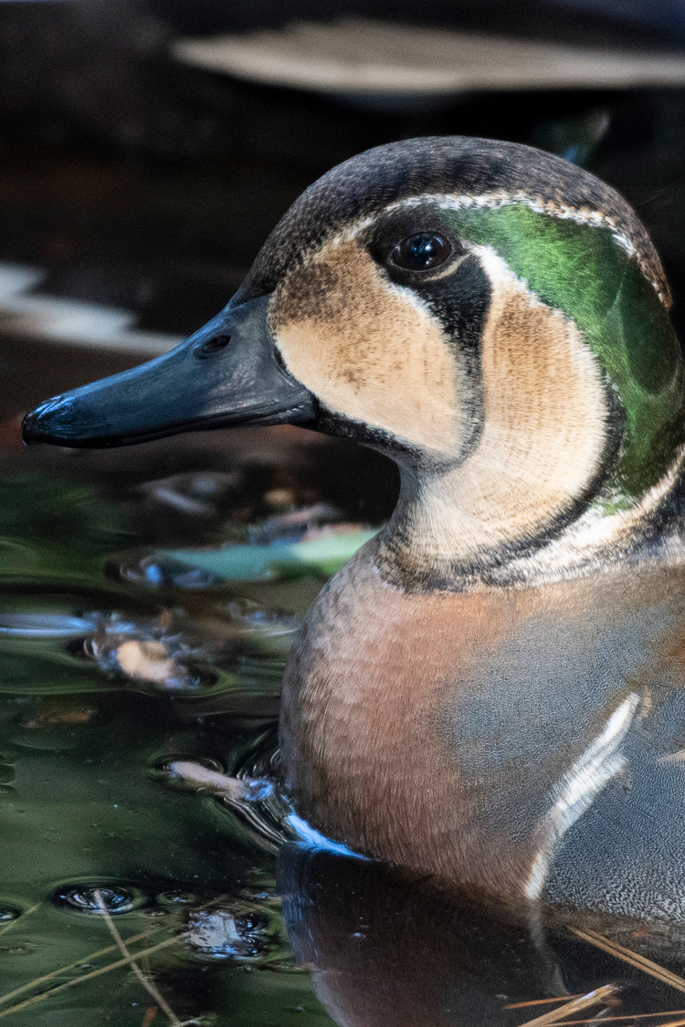トモエガモの画像