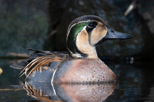 トモエガモの色