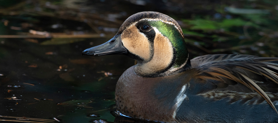 トモエガモの写真