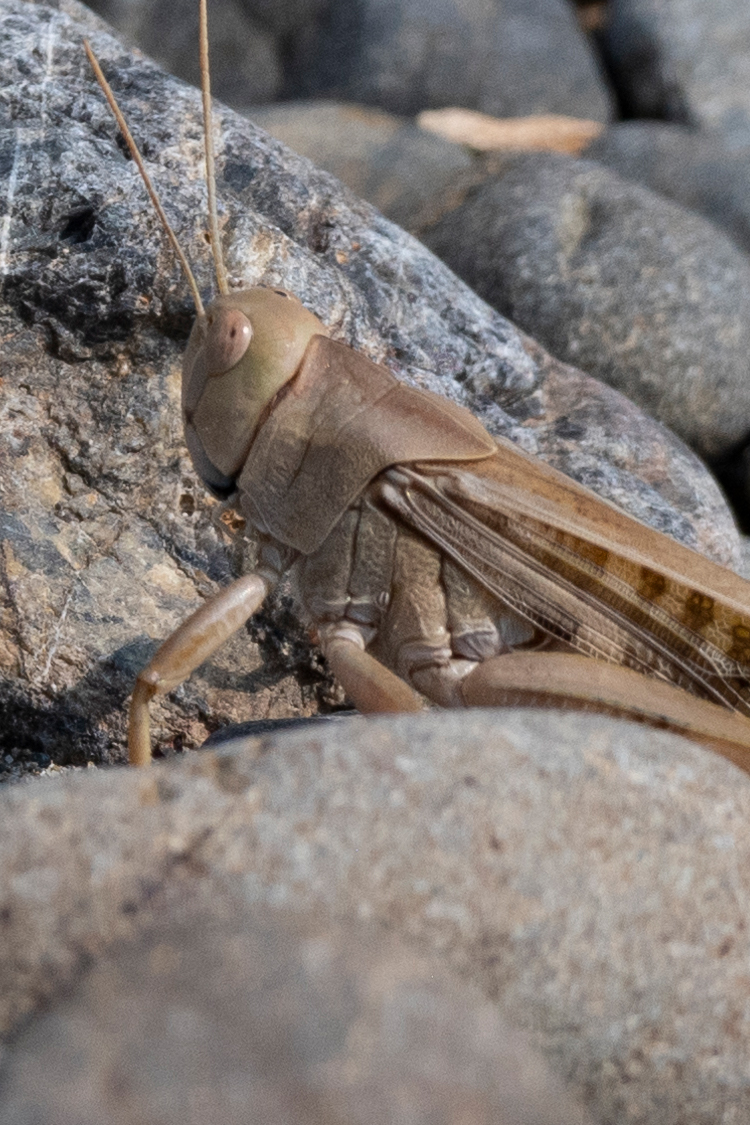 トノサマバッタの画像