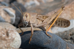 トノサマバッタ