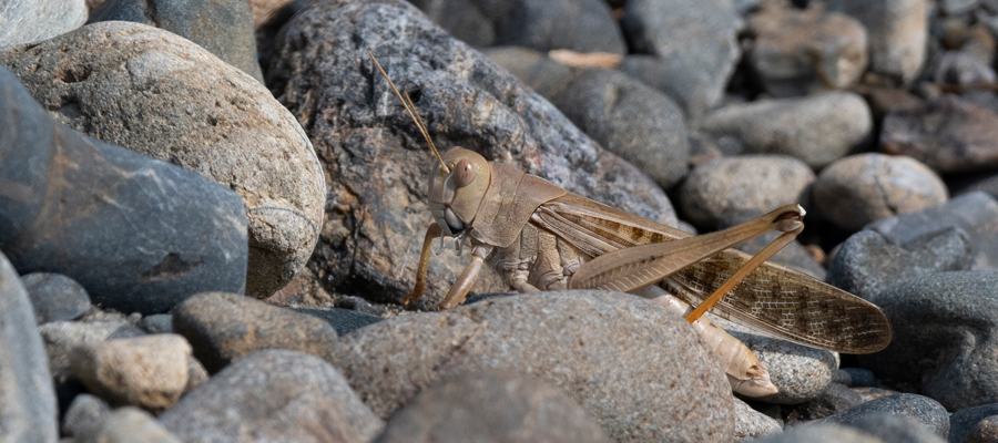 トノサマバッタの写真