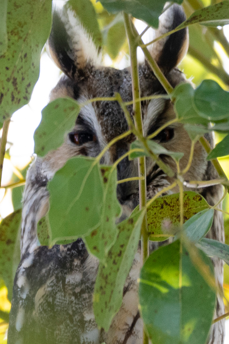 トラフズクの画像