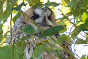 トラフズクの色