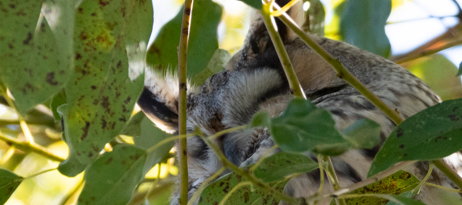トラフズクの写真