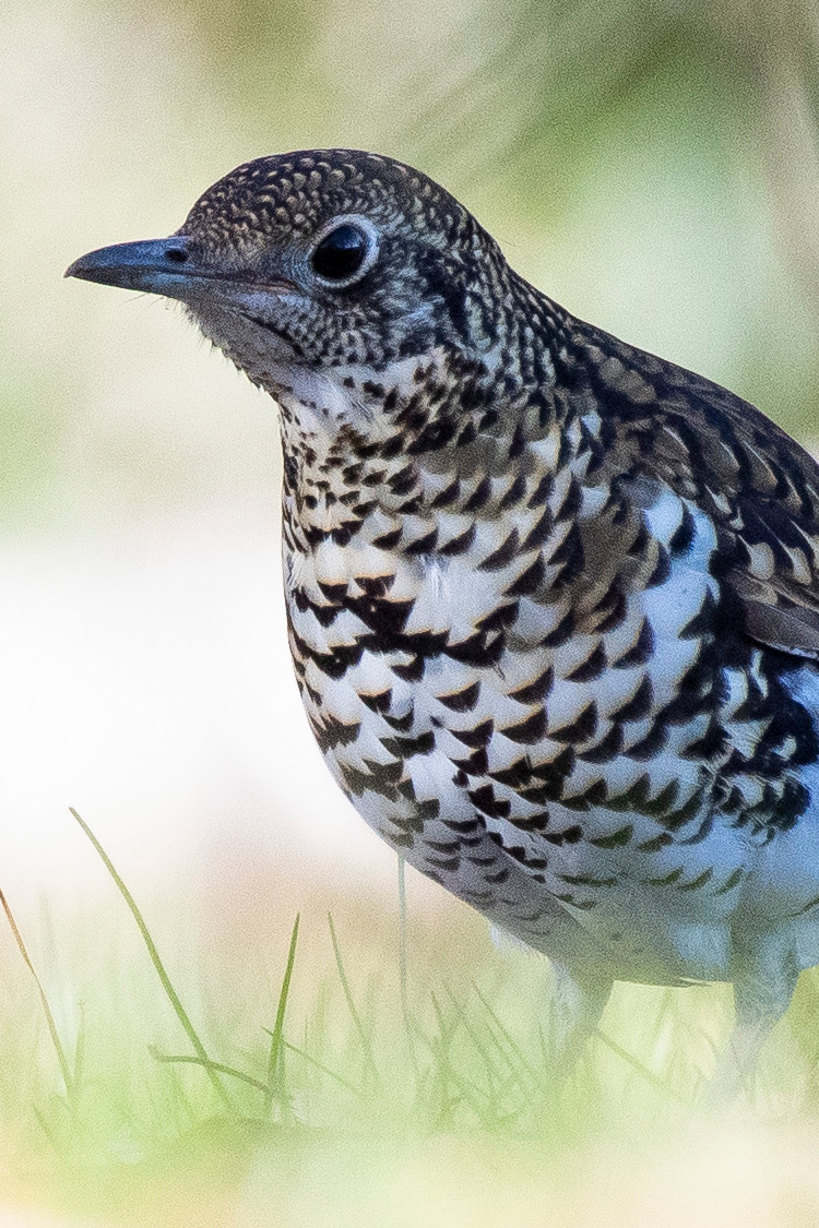 トラツグミの画像