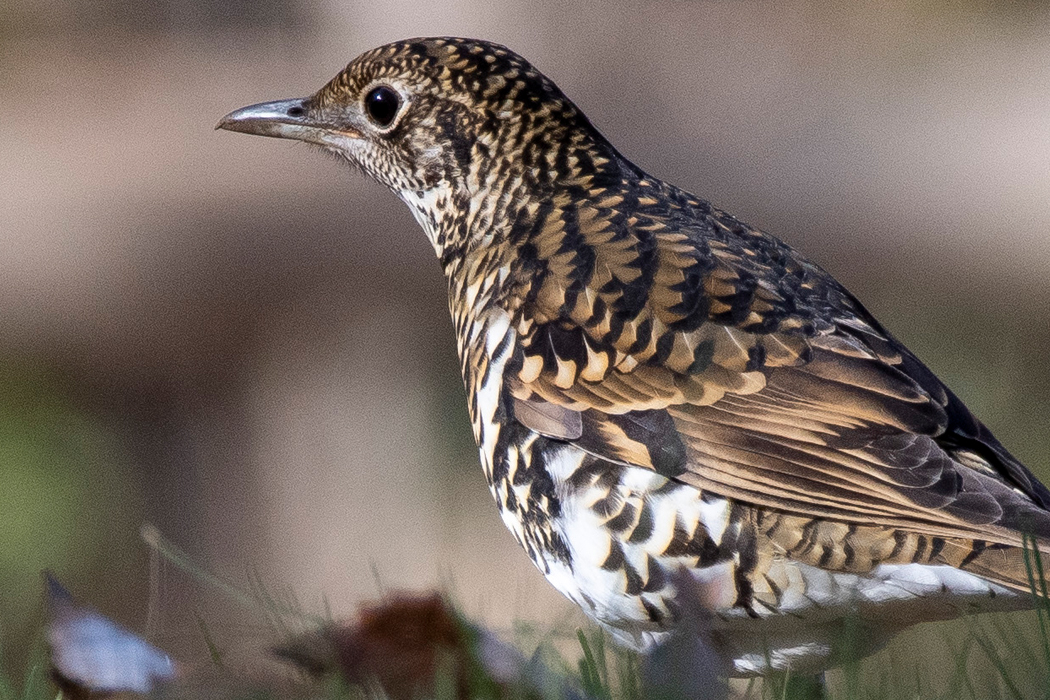トラツグミのページ