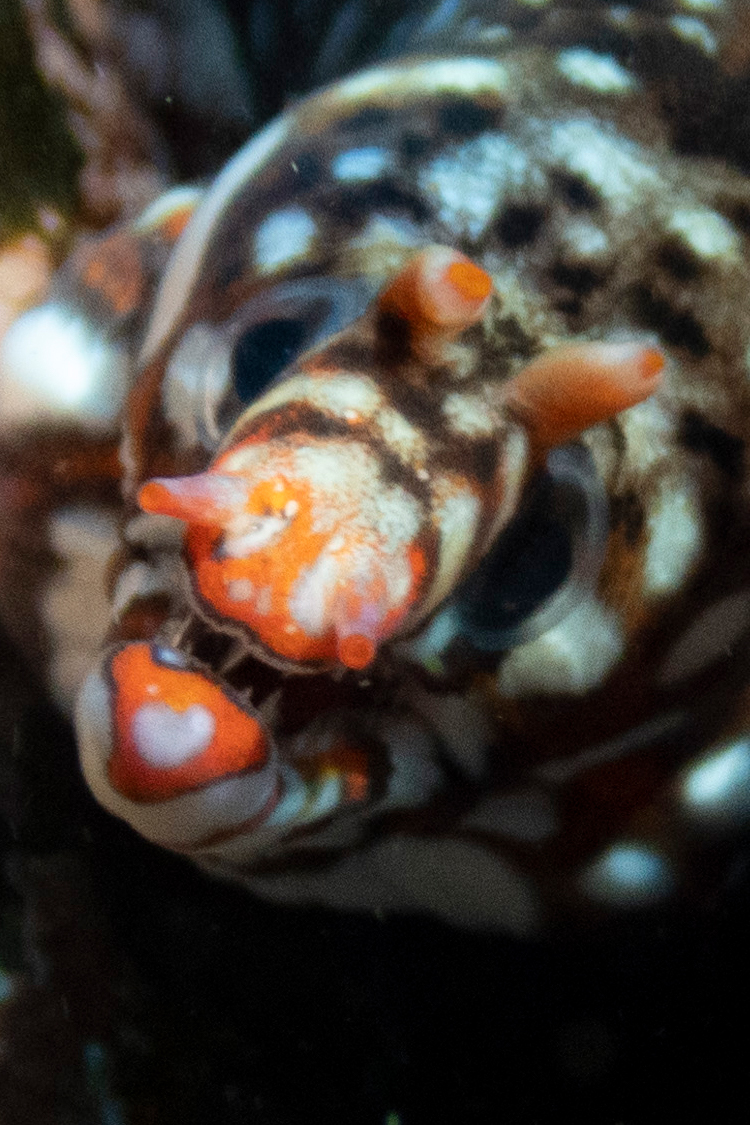 トラウツボの画像