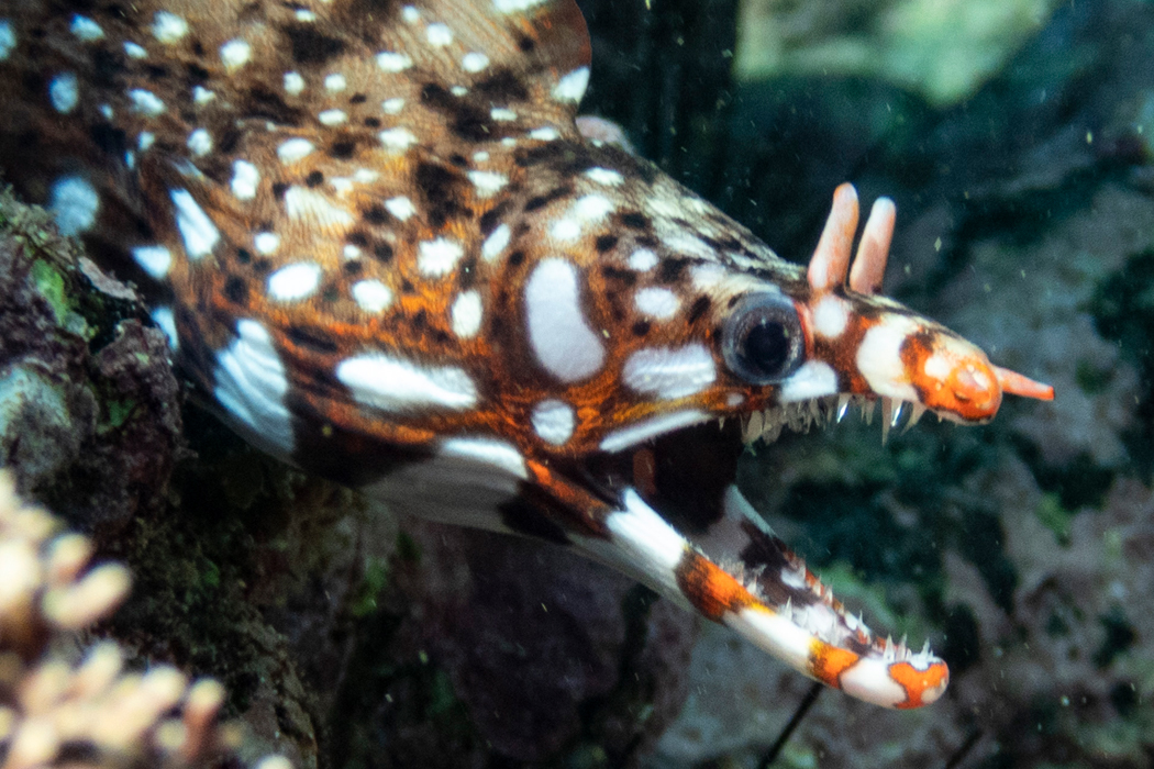 トラウツボのページ