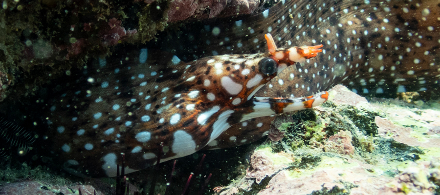 トラウツボの写真