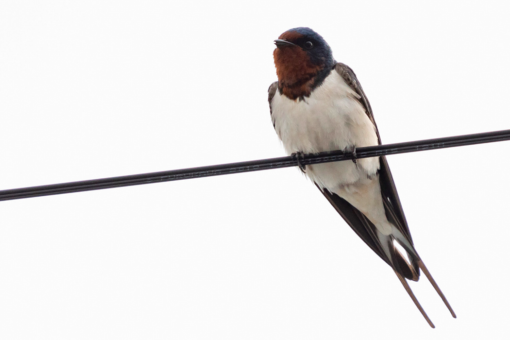 ツバメのページ