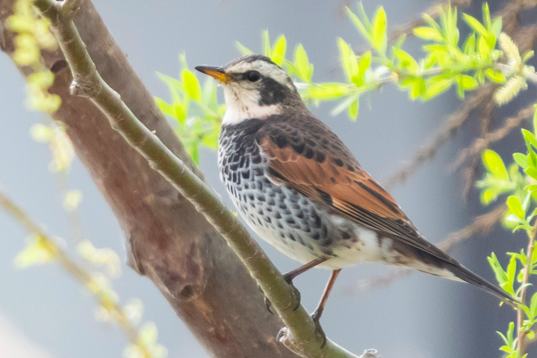 ツグミのページ