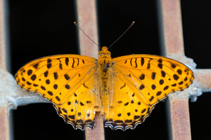 ツマグロヒョウモンの色